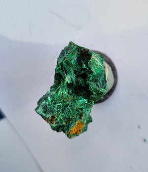 Malachite - feather formation specimen -