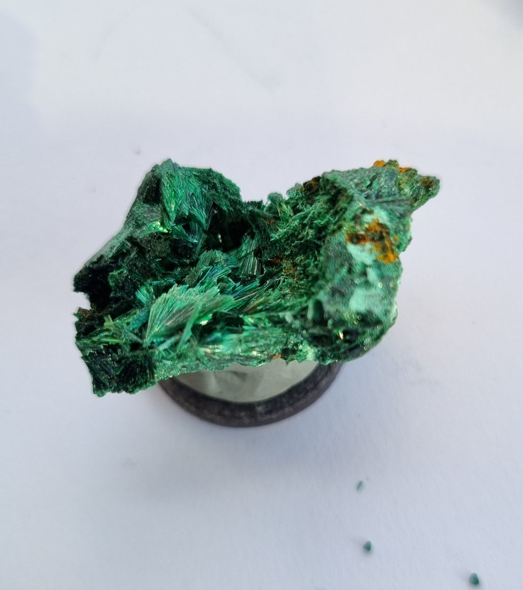 Malachite - feather formation specimen -